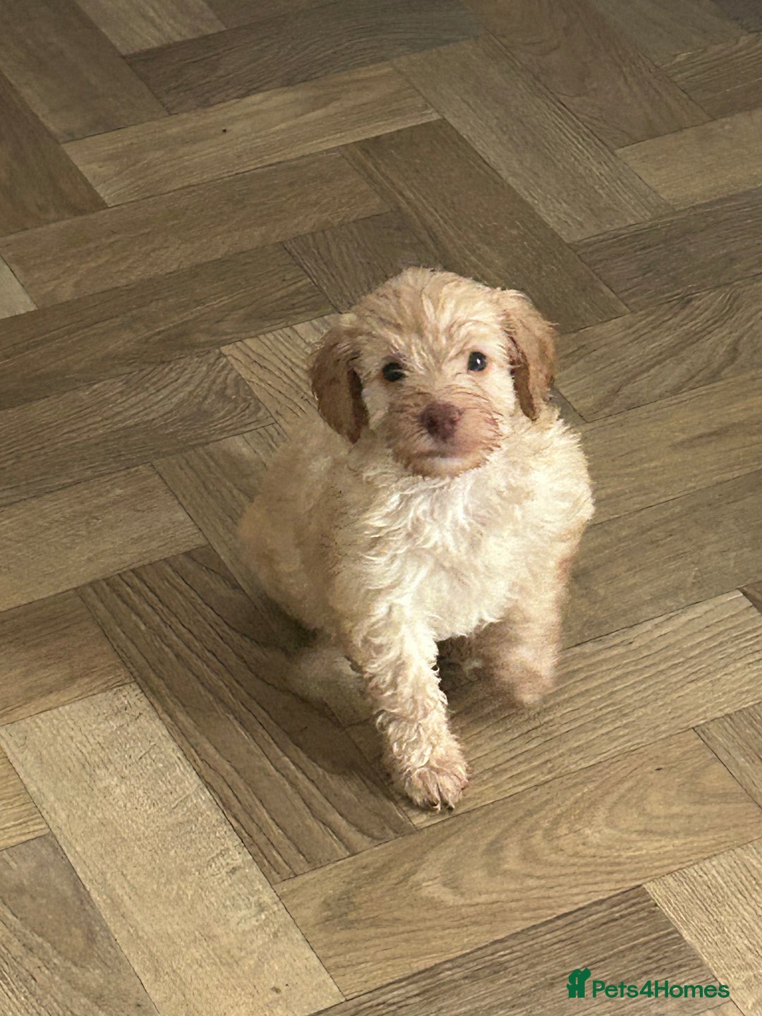 Cockapoo dogs for sale: 4 girls and 1 boy beautiful cockapoo - Image 10