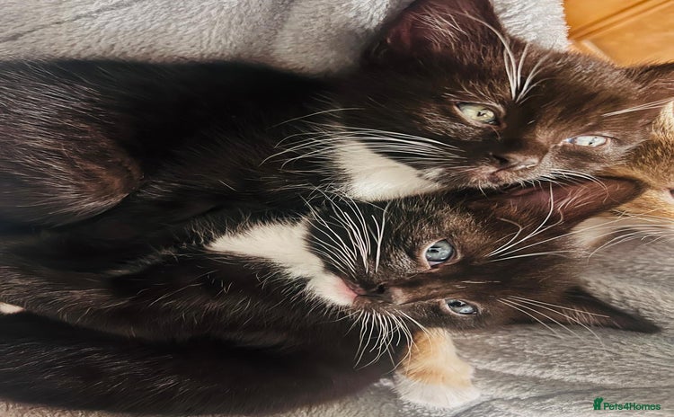 Mixed Breed cats - Advert 5