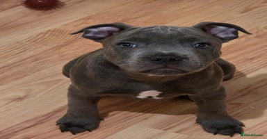 Staffordshire Bull Terrier dogs - Advert 10