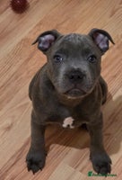Staffordshire Bull Terrier dogs - Advert 10