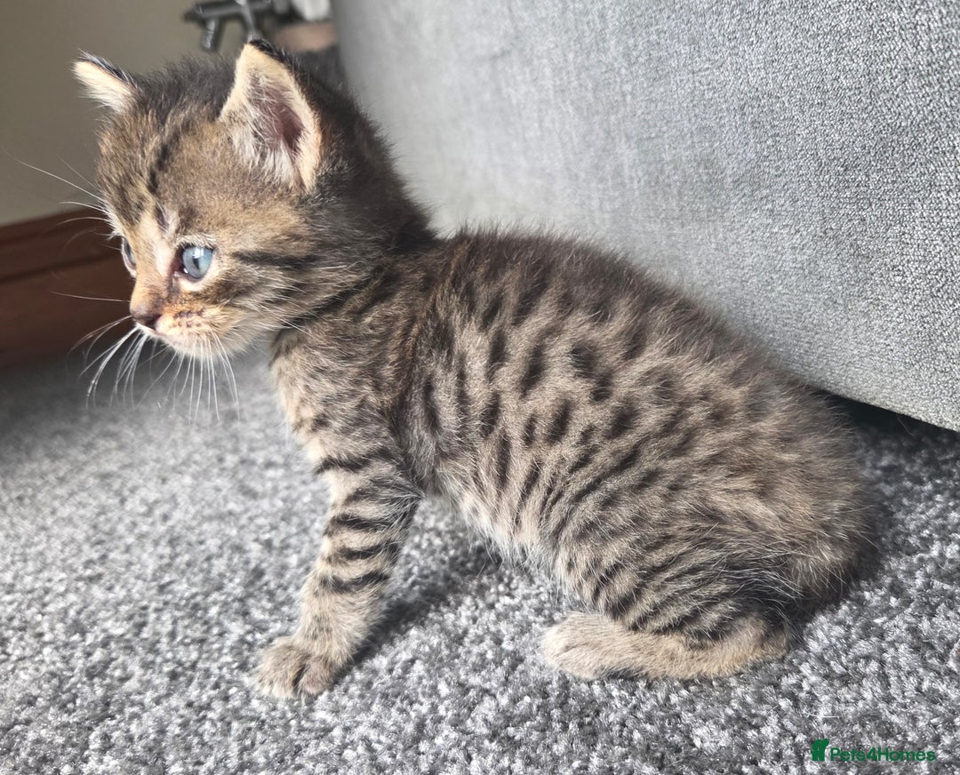 British Longhair cats for sale: Long haired kittens looking for 5* homes - Image 9