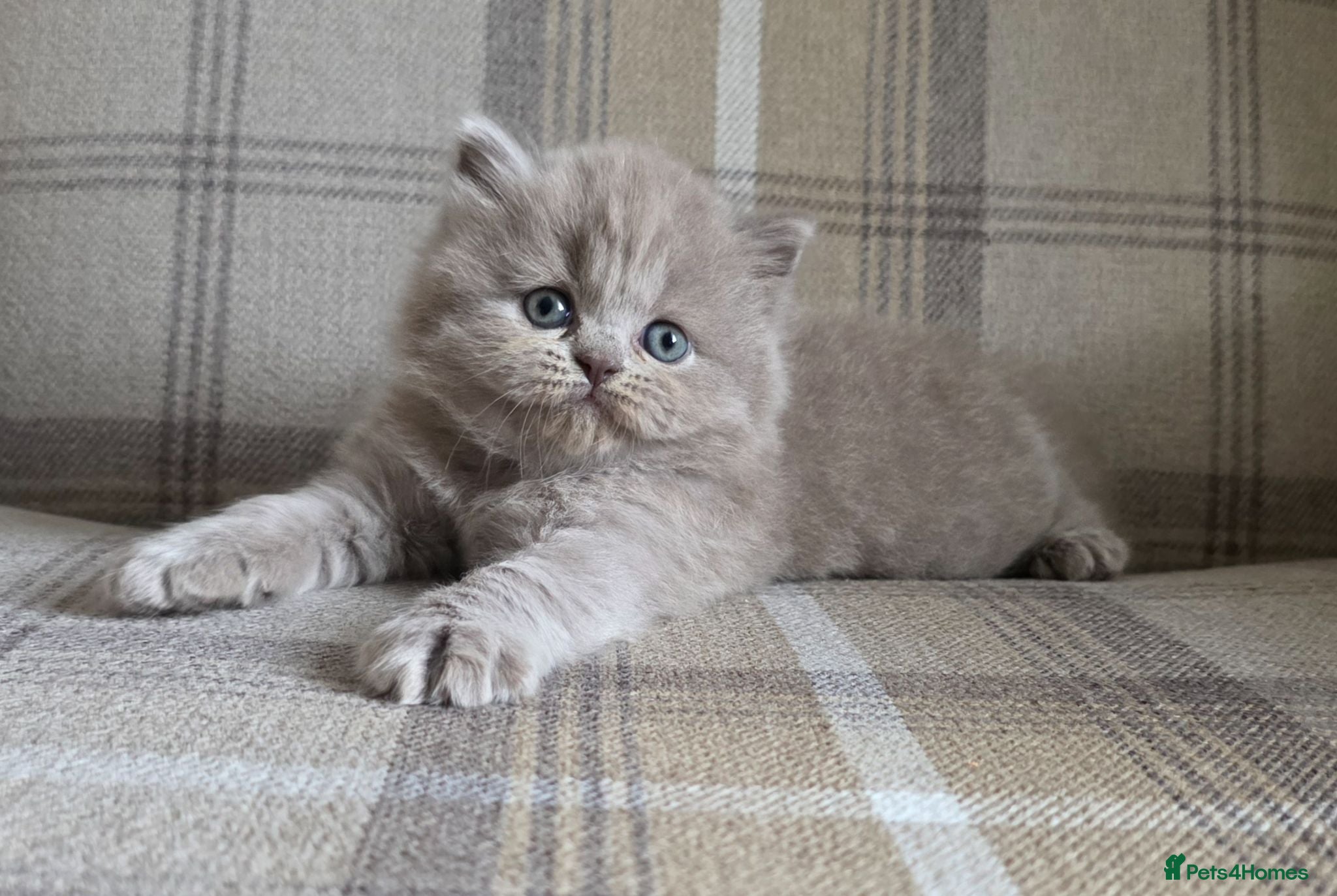 British Longhair cats Stunning Champion GCCF British Longhair kitten  - Advert 4