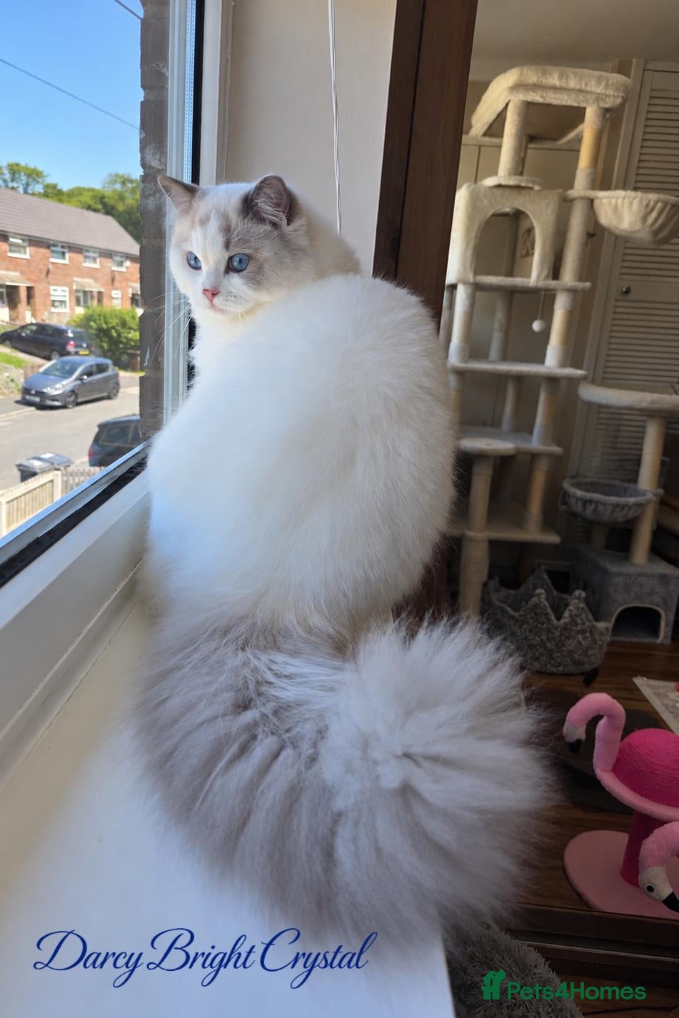 Ragdoll cats TICA Registered Champion Bloodline Ragdoll Kittens - Advert 2