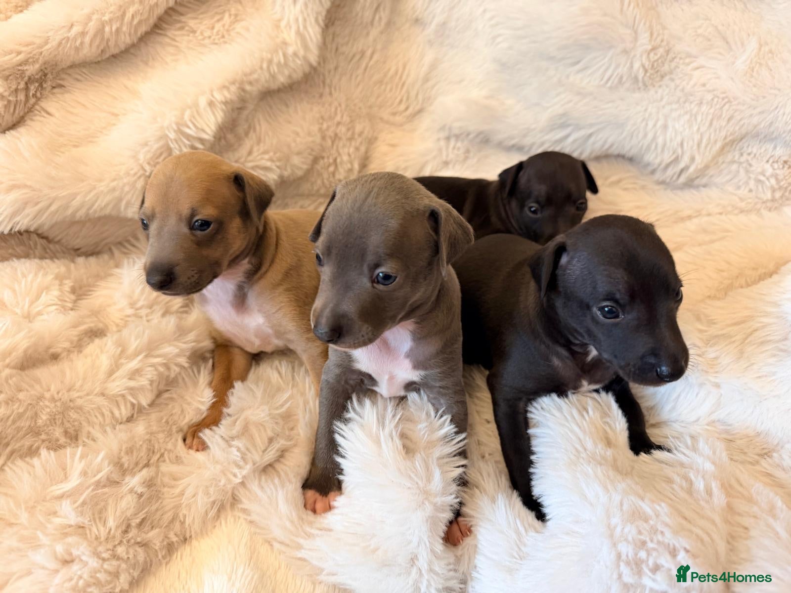 Italian Greyhound dogs Cutest Exceptional Five-Generation Pedigrees - Advert 1