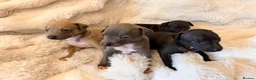 Italian Greyhound dogs for sale: Cutest Exceptional Five-Generation Pedigrees in Nottingham - Advert 1