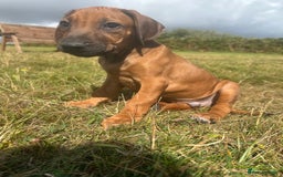 Rhodesian Ridgeback dogs for sale: Big bold bouncy bundles  - Image 4