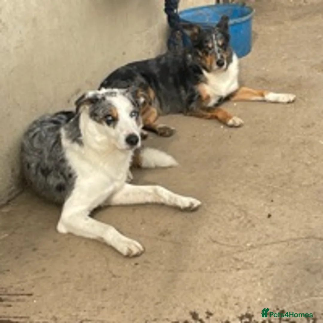 Border Collie dogs for stud: (provide) tr blue Merle border collie  in Otley - Advert 13