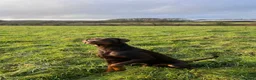 Dobermann dogs for stud: Lorcan (Lorcs) in Burton-on-Trent - Advert 4
