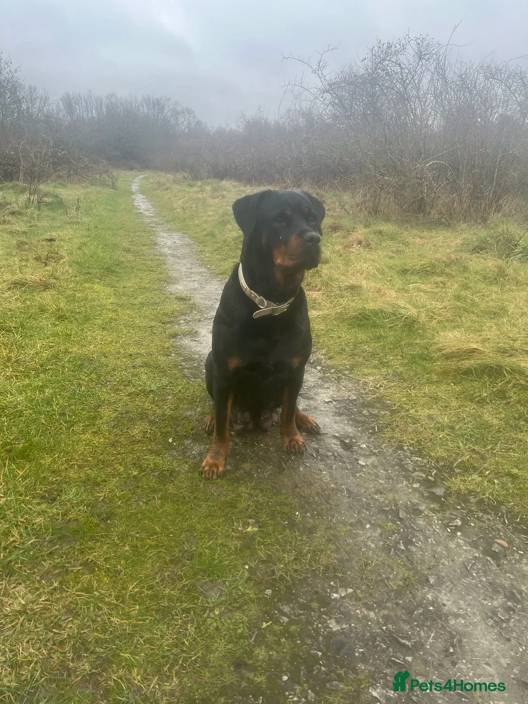 Rottweiler dogs for sale: Beautiful Rottweiler pups - Advert 5