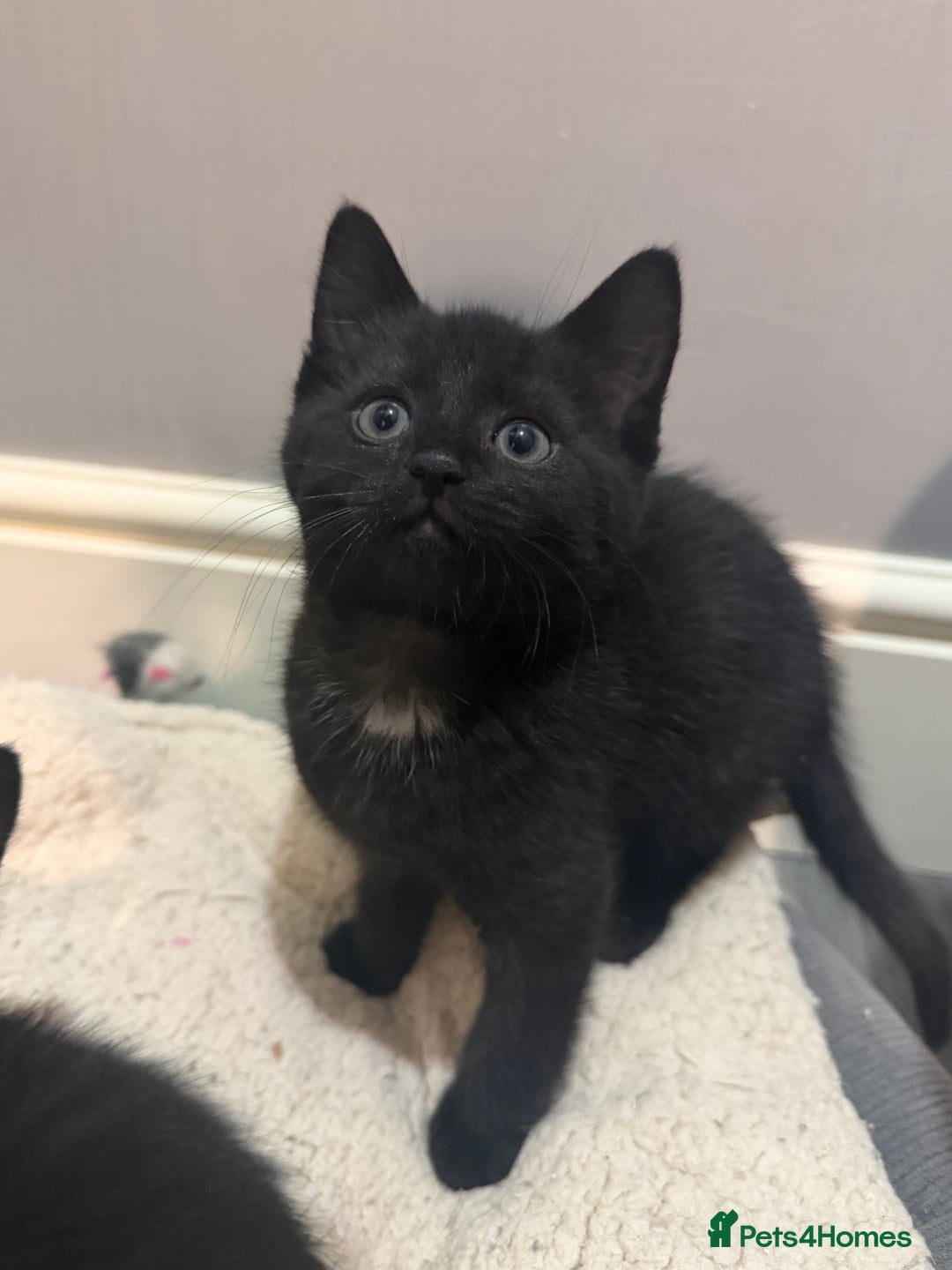 Mixed Breed cats for sale: 5 kittens for sale - Advert 5