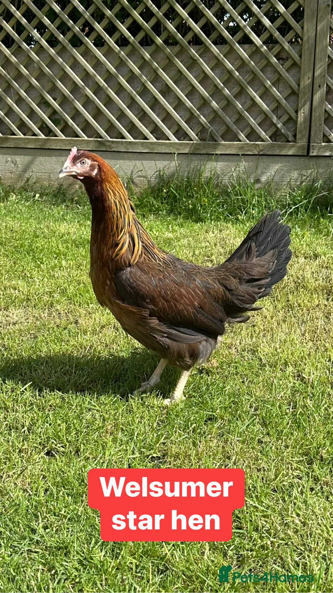 Chickens poultry for sale: Coloured hybrid hens at point of lay - Advert 4