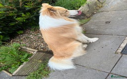 Border Collie dogs for sale: DUE 1st August Border collie Puppies - Image 19