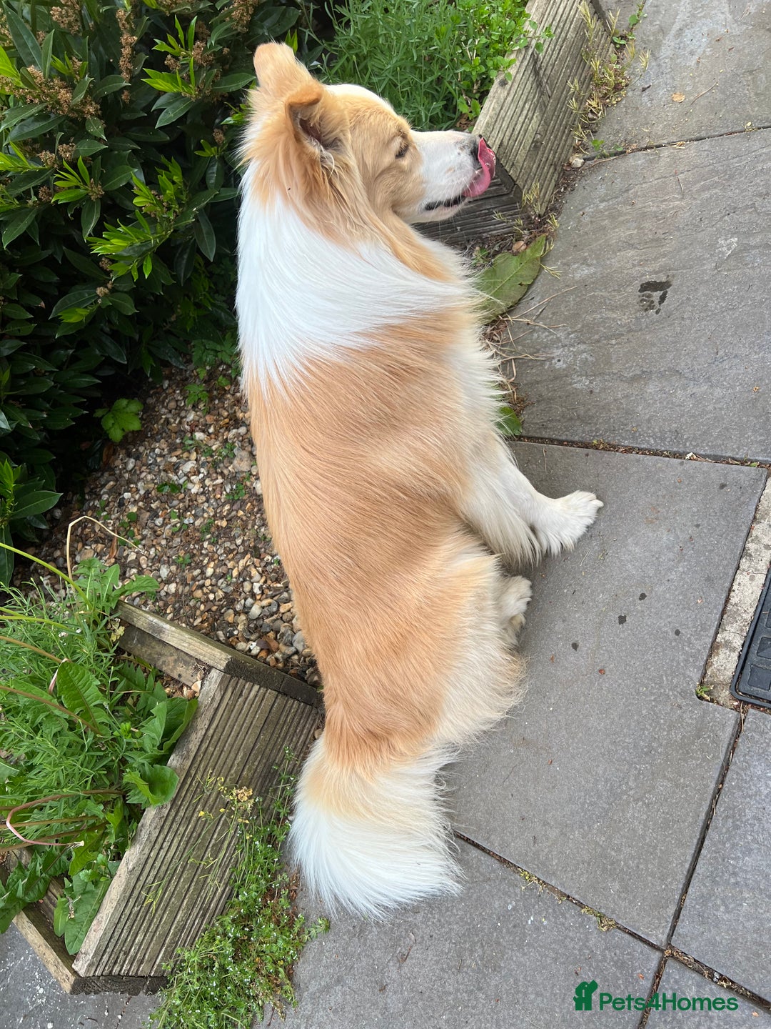 Border Collie dogs for sale: DUE 1st August Border collie Puppies - Image 19