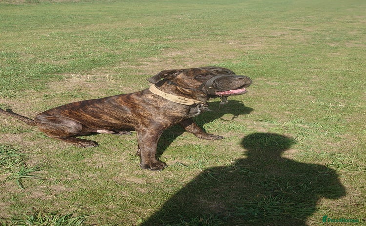 Cane Corso dogs - Advert 1