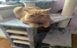 British Shorthair cats for sale: Re homing this Beautiful Boy - Image 10