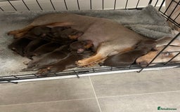 Dachshund dogs for sale: 6 boy dachshund puppies  - Image 2