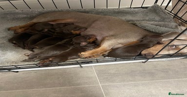 Dachshund dogs 6 boy dachshund puppies  - Advert 13