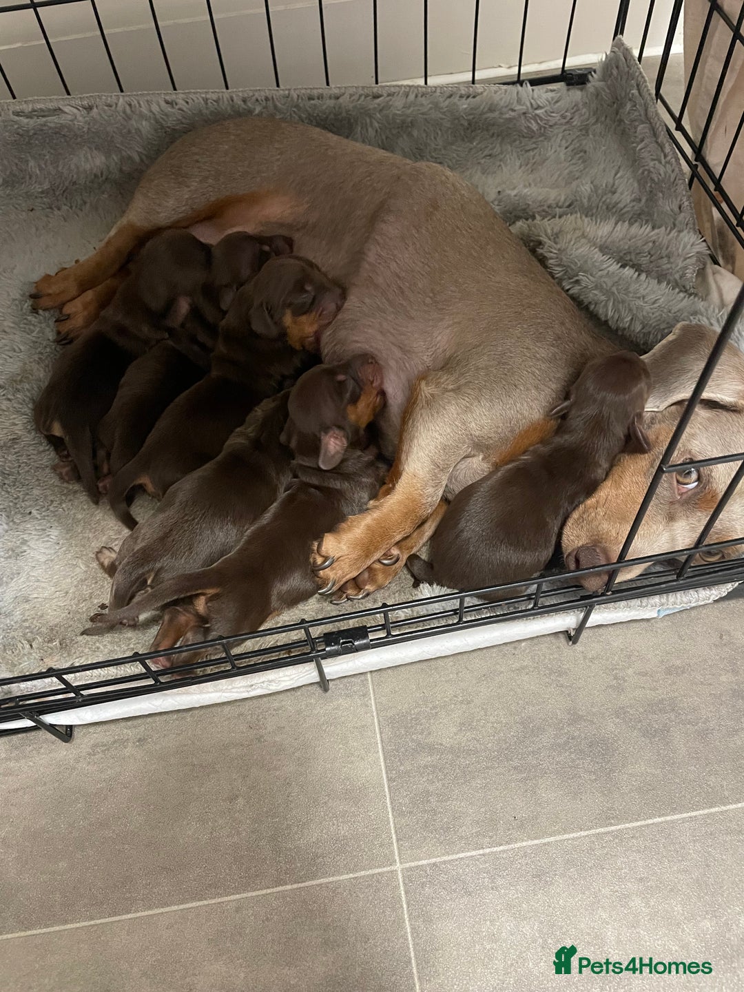 Dachshund dogs for sale: 6 boy dachshund puppies  - Image 2