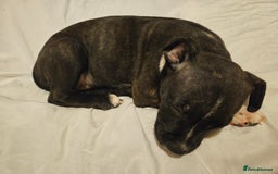 Staffordshire Bull Terrier dogs for sale: RARE CLASSIC MARKINGS - Image 13