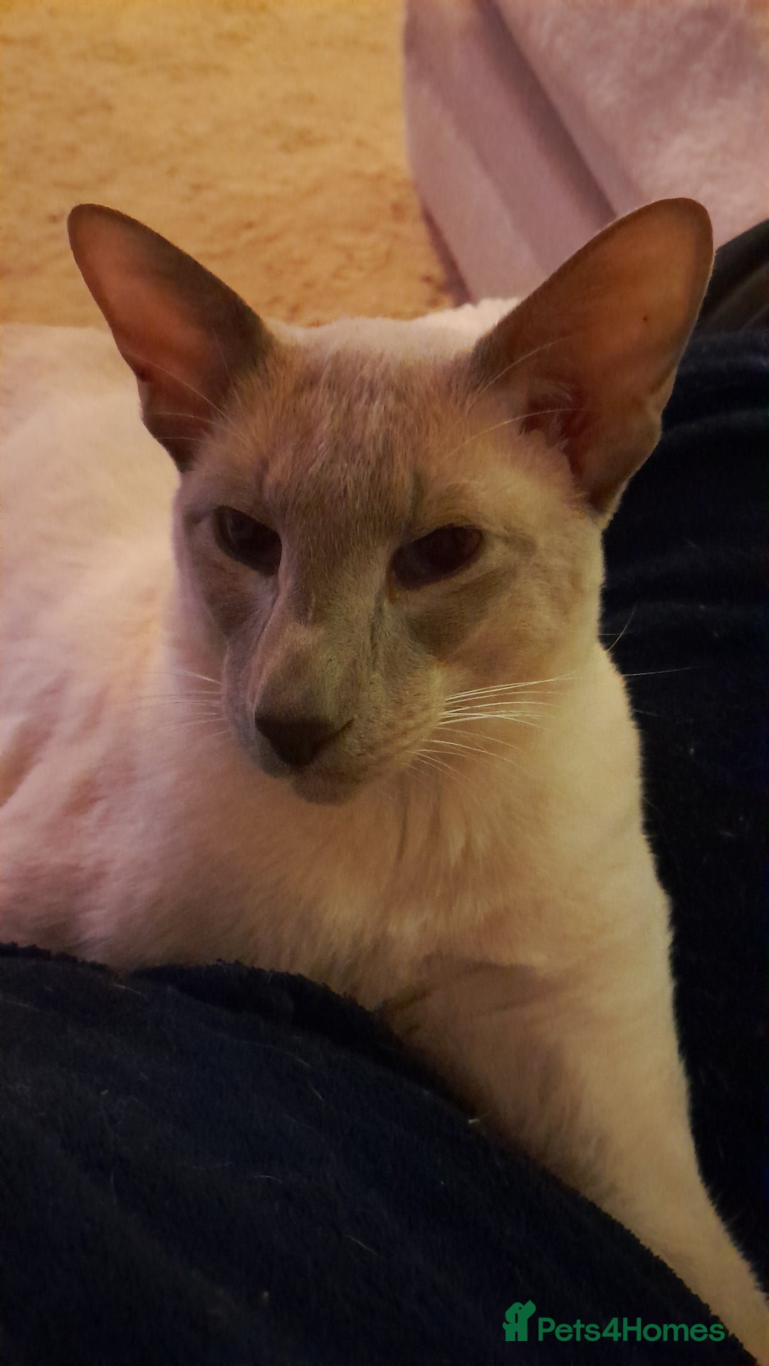 Siamese cats for sale: Siamese boy - Image 4