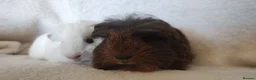 Guinea Pig rodents for sale: Baby cornet and friend ready now  - Advert 1