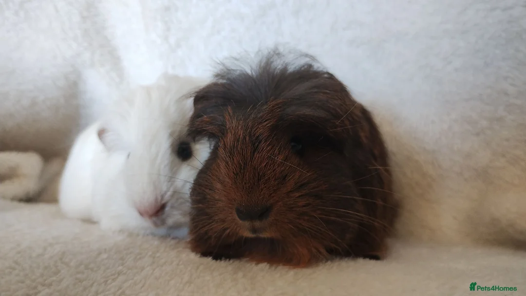 Guinea Pig rodents for sale: Baby cornet and friend ready now  - Advert 1