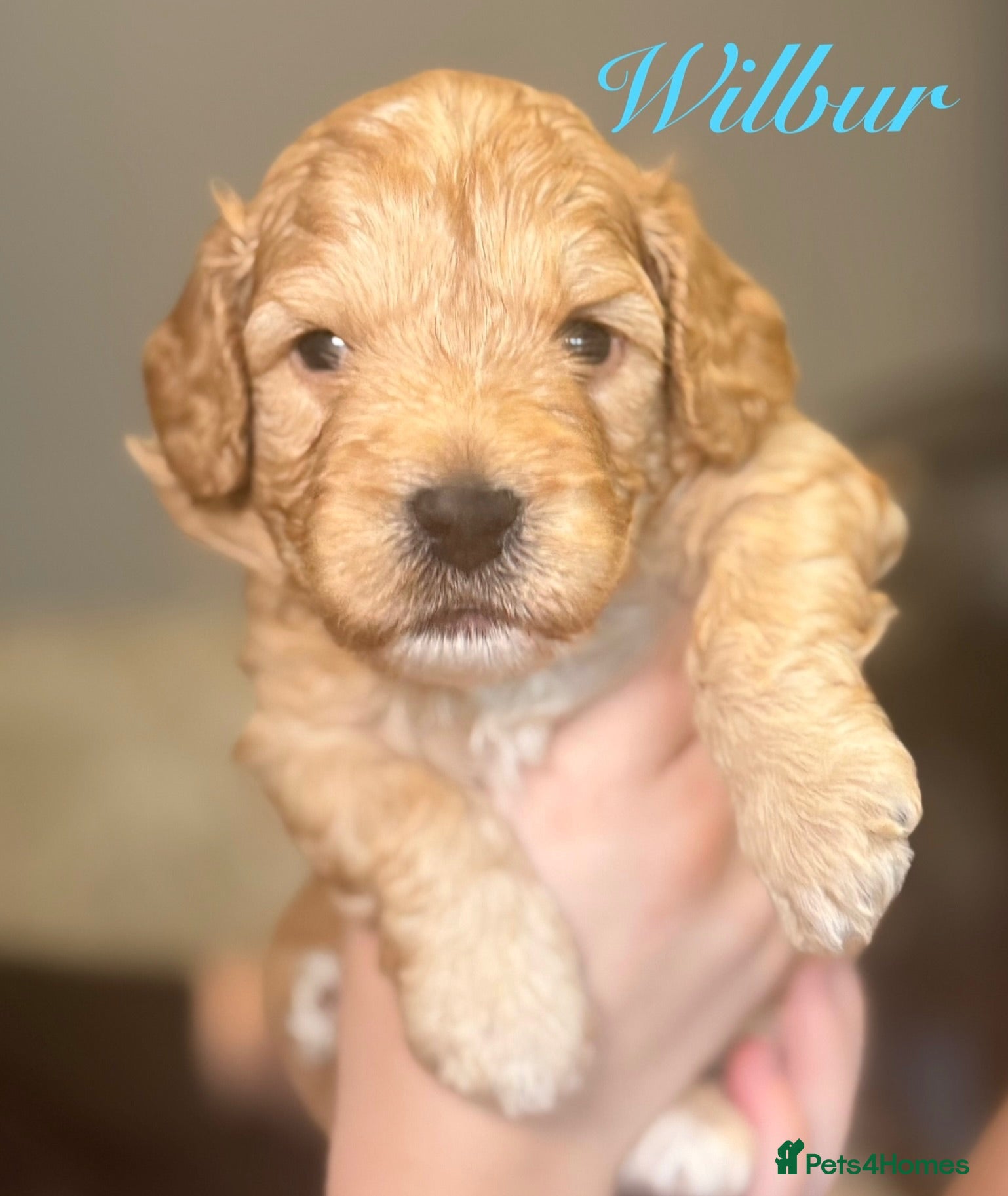 Labradoodle dogs 🐾 Health Tested F1B Mini Labradoodle Puppies 🐾 - Advert 2