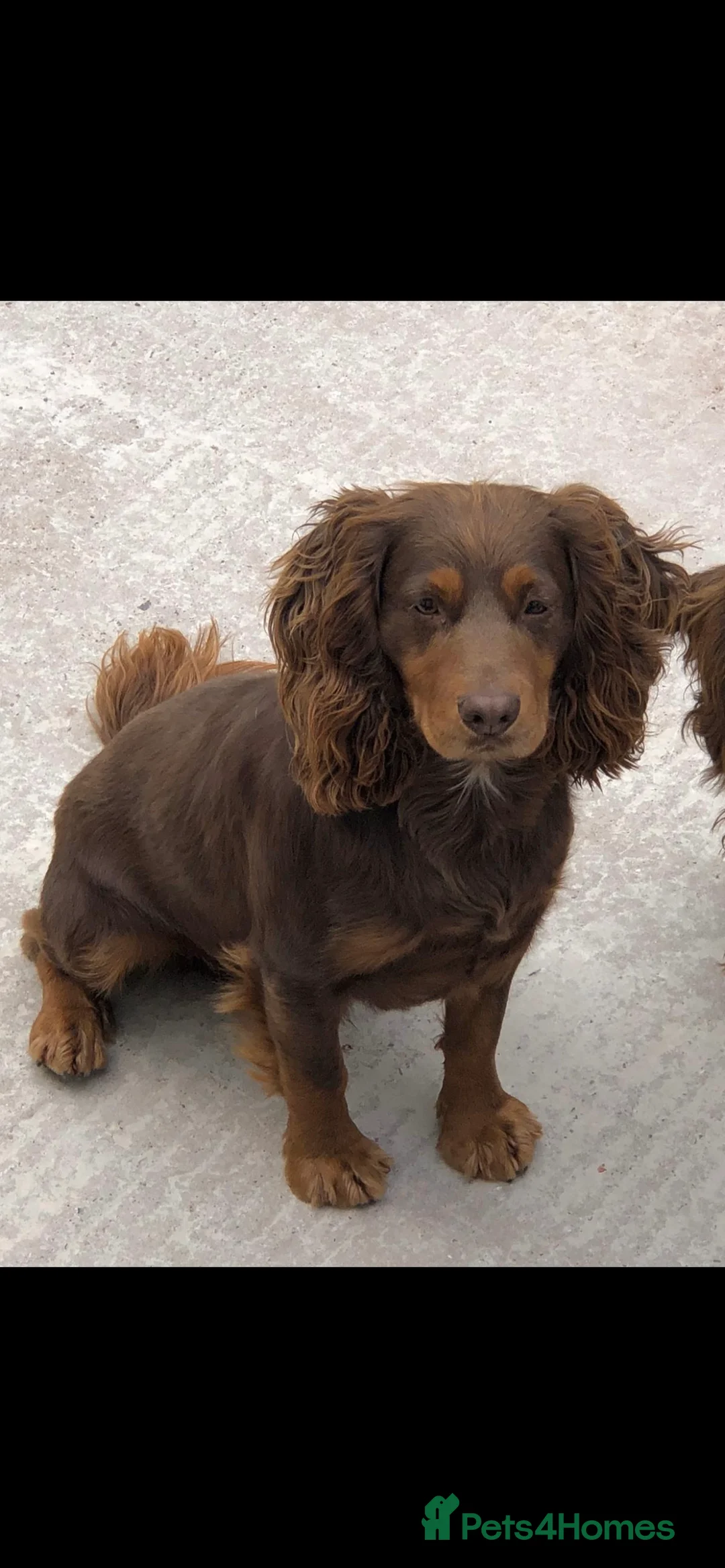 Cocker Spaniel dogs for stud: working cocker spaniel / Fully health tested - Advert 2