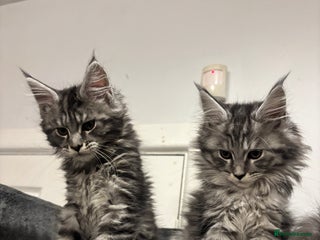 Maine Coon cats TICA Maine Coon Kittens Ready Dec! 🎁 - Advert 4