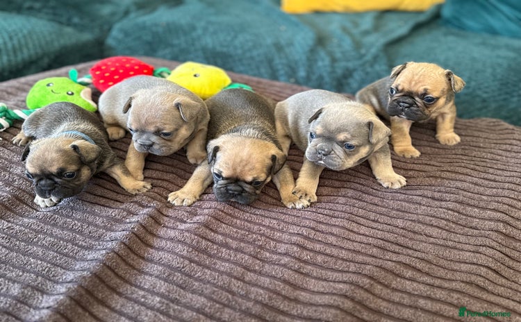 French Bulldog dogs - Advert 4