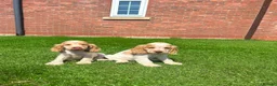 Cocker Spaniel dogs for sale: Beautiful kc reg show cockers READY NOW  - Advert 1