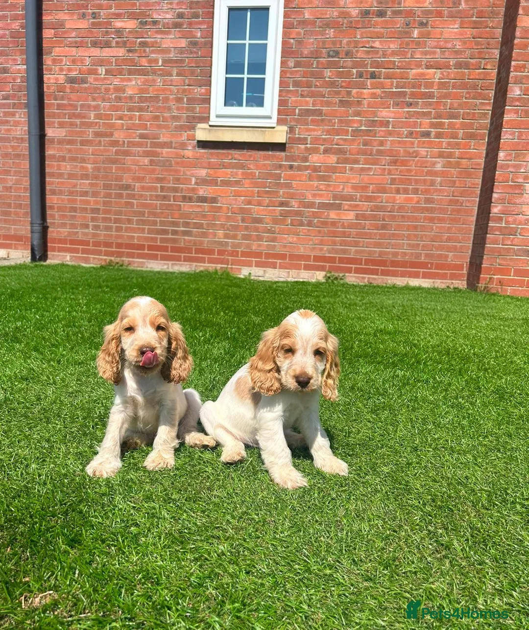 Cocker Spaniel dogs for sale: Beautiful kc reg show cockers READY NOW  - Advert 1