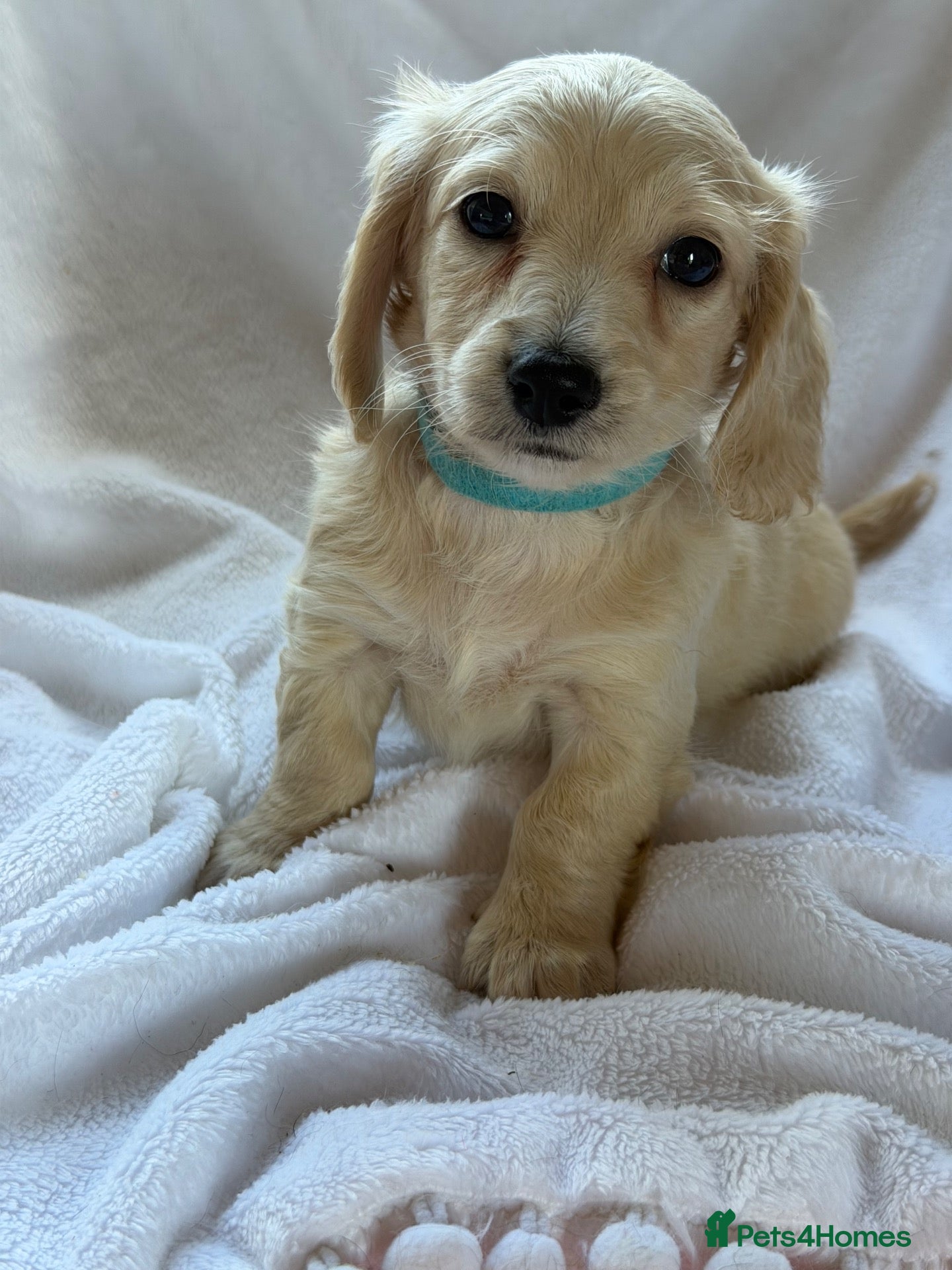 Miniature Dachshund dogs 👑CREAM MINIATURE LONGHAIR 👑 - Advert 1