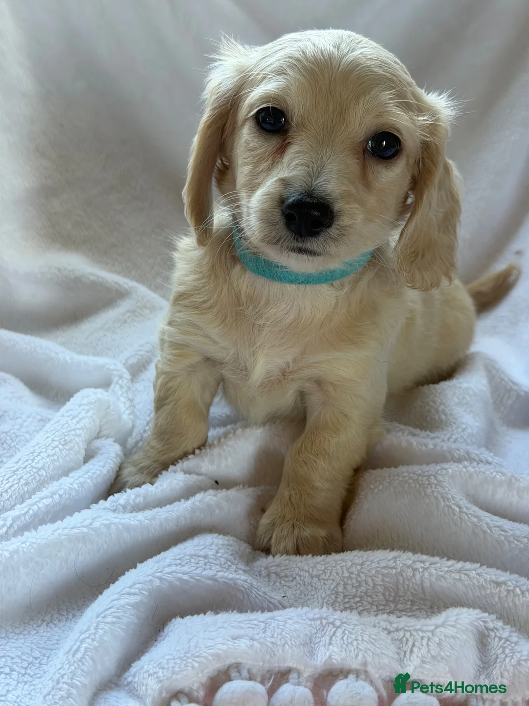 Miniature Dachshund dogs for sale: 👑CREAM MINIATURE LONGHAIR 👑 - Advert 1