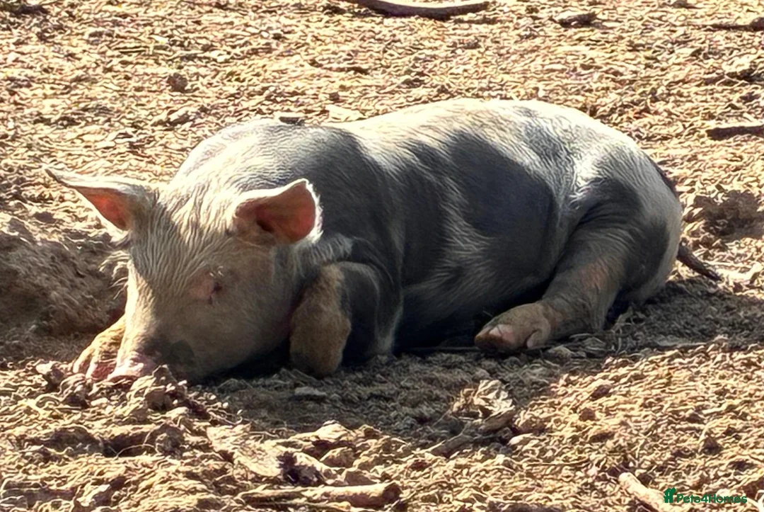 Pig livestock for sale: Pietrain x saddleback weaners for sale in Hastings - Advert 1