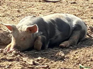 Pig livestock Pietrain x saddleback weaners for sale - Advert 1
