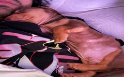Miniature Dachshund dogs for sale: REDUCED 9 WEEKS MINI DACHSHUND PUPPY - Image 6