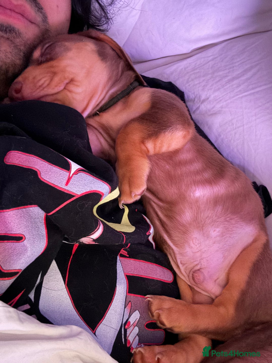 Miniature Dachshund dogs for sale: REDUCED 9 WEEKS MINI DACHSHUND PUPPY - Image 6