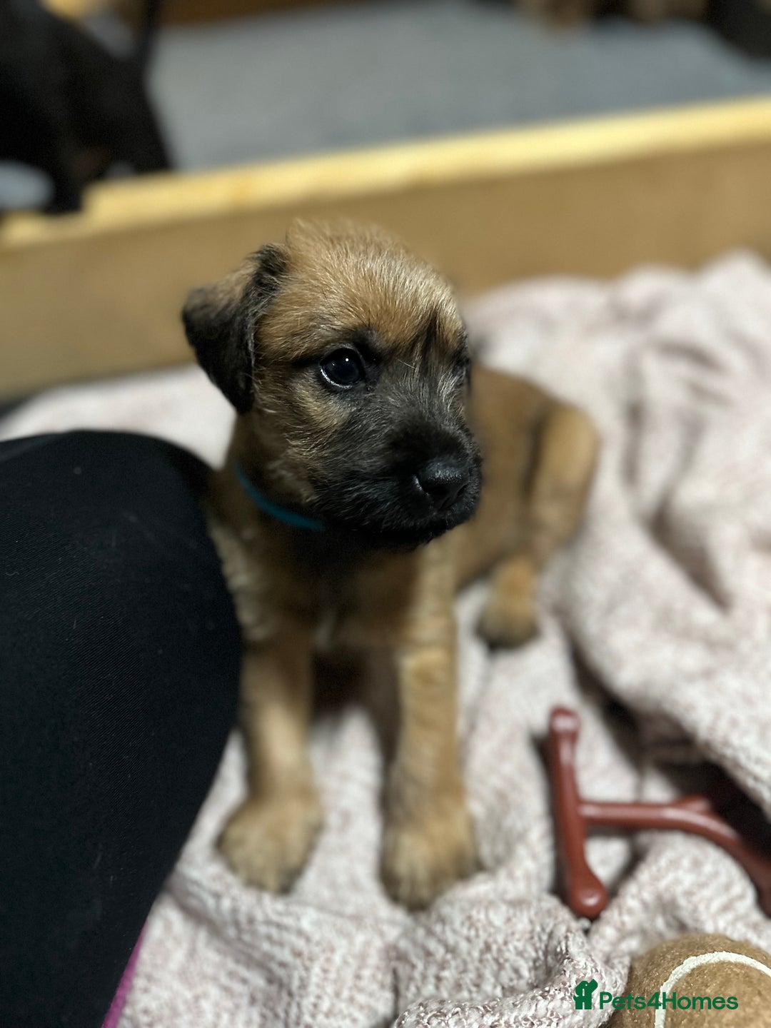 Patterdale Terrier dogs for sale: 5 Gorgeous Patterdale Puppies  - Advert 12