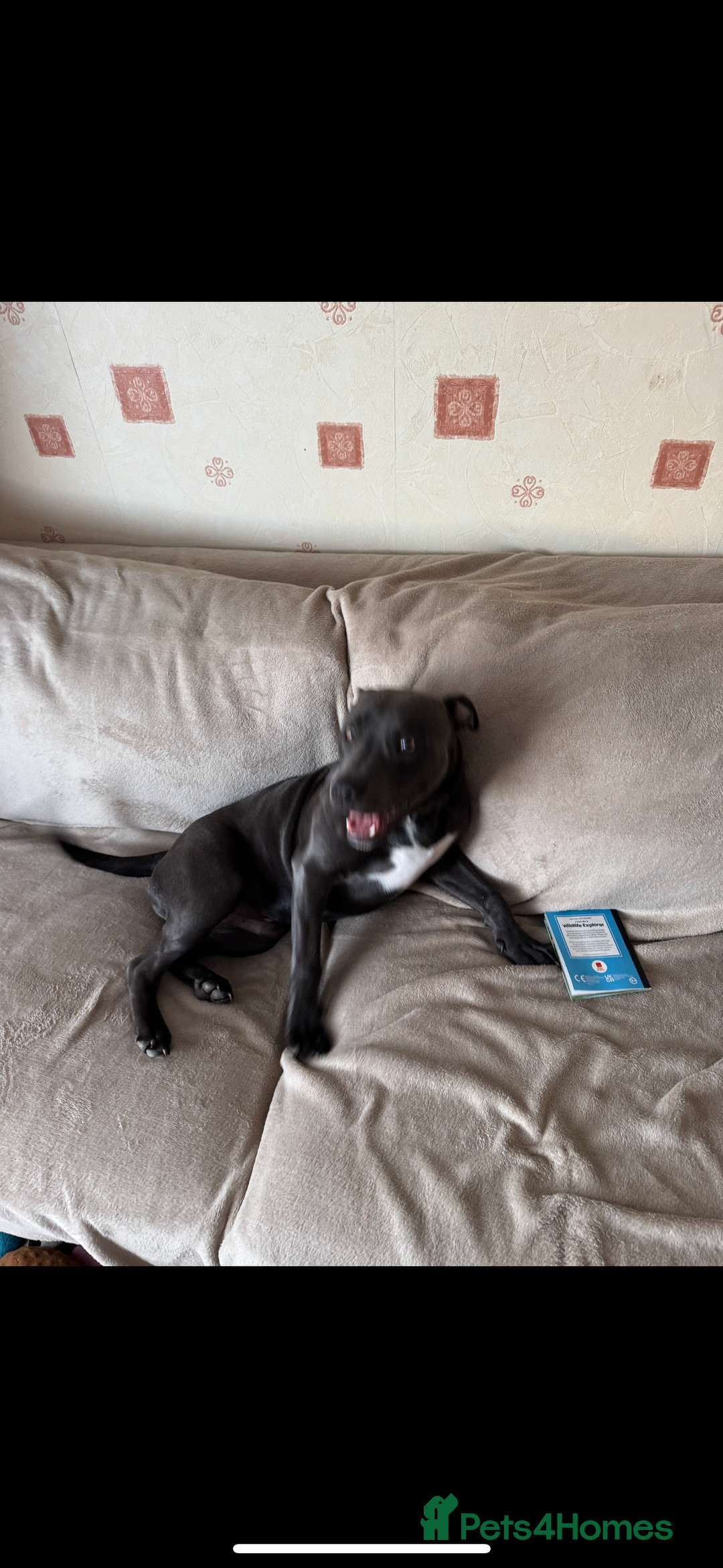 Staffordshire Bull Terrier dogs for sale: Looking for a new home  - Image 5