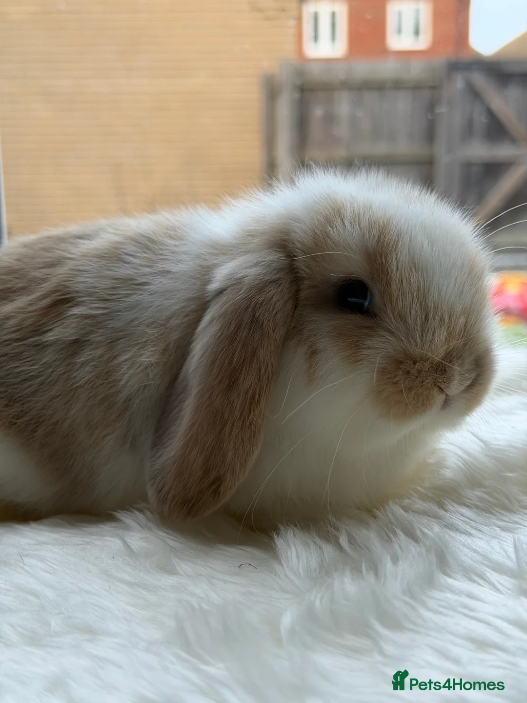 Mini Lop rabbits for sale: Adorable Friendly Mini Lop - Advert 3