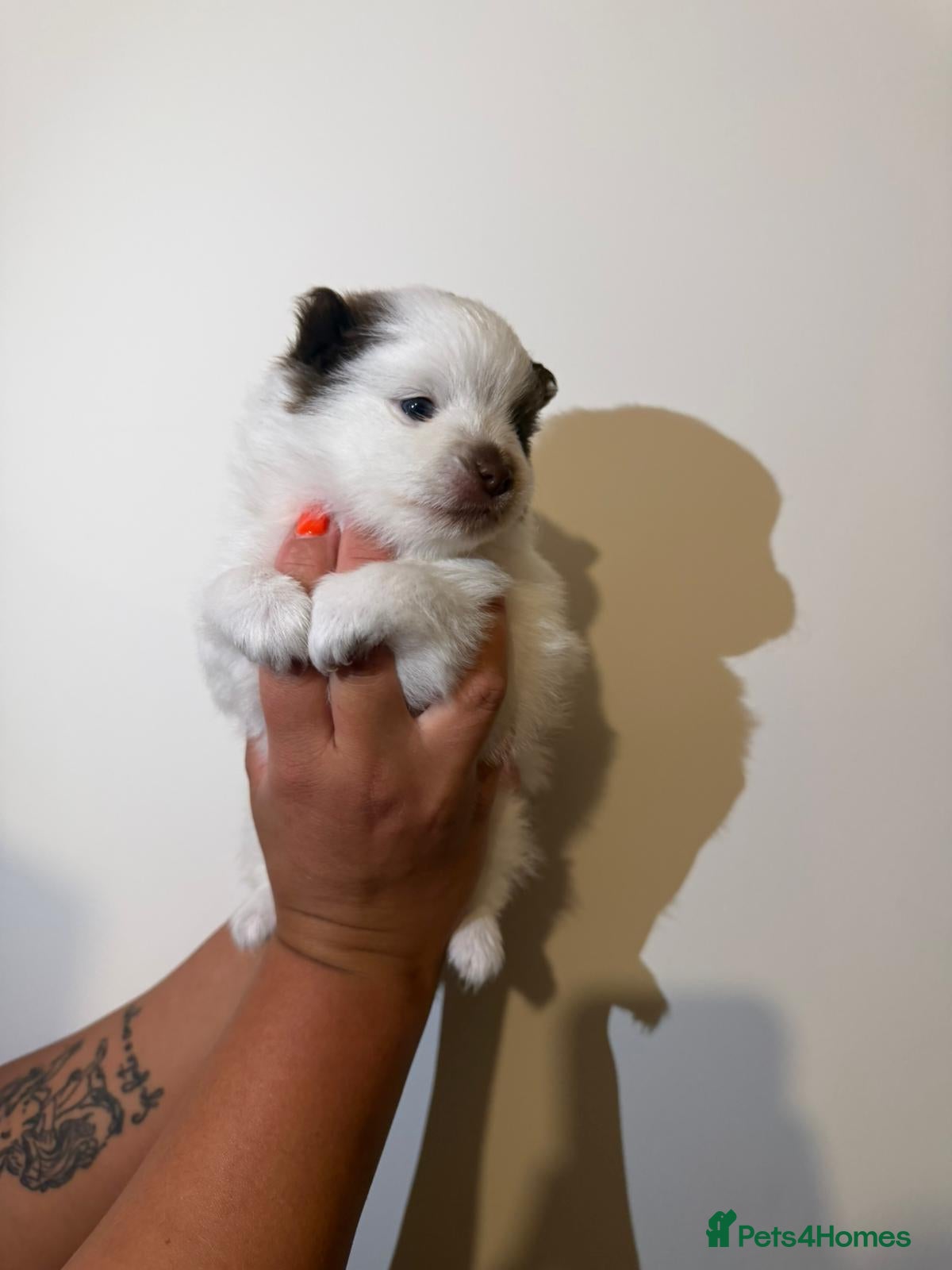 Pomeranian dogs for sale: Adorable Pomerania puppies  - Advert 20