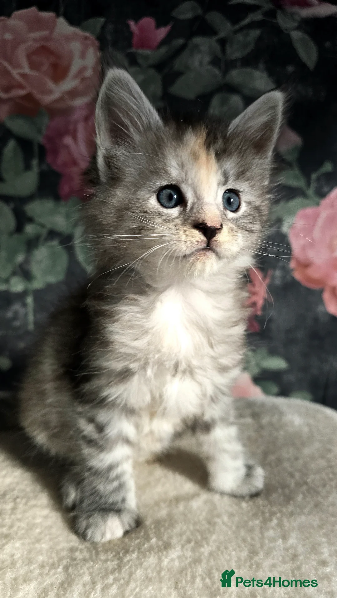 Maine Coon cats for sale: Stunning Maine coons  - Advert 5