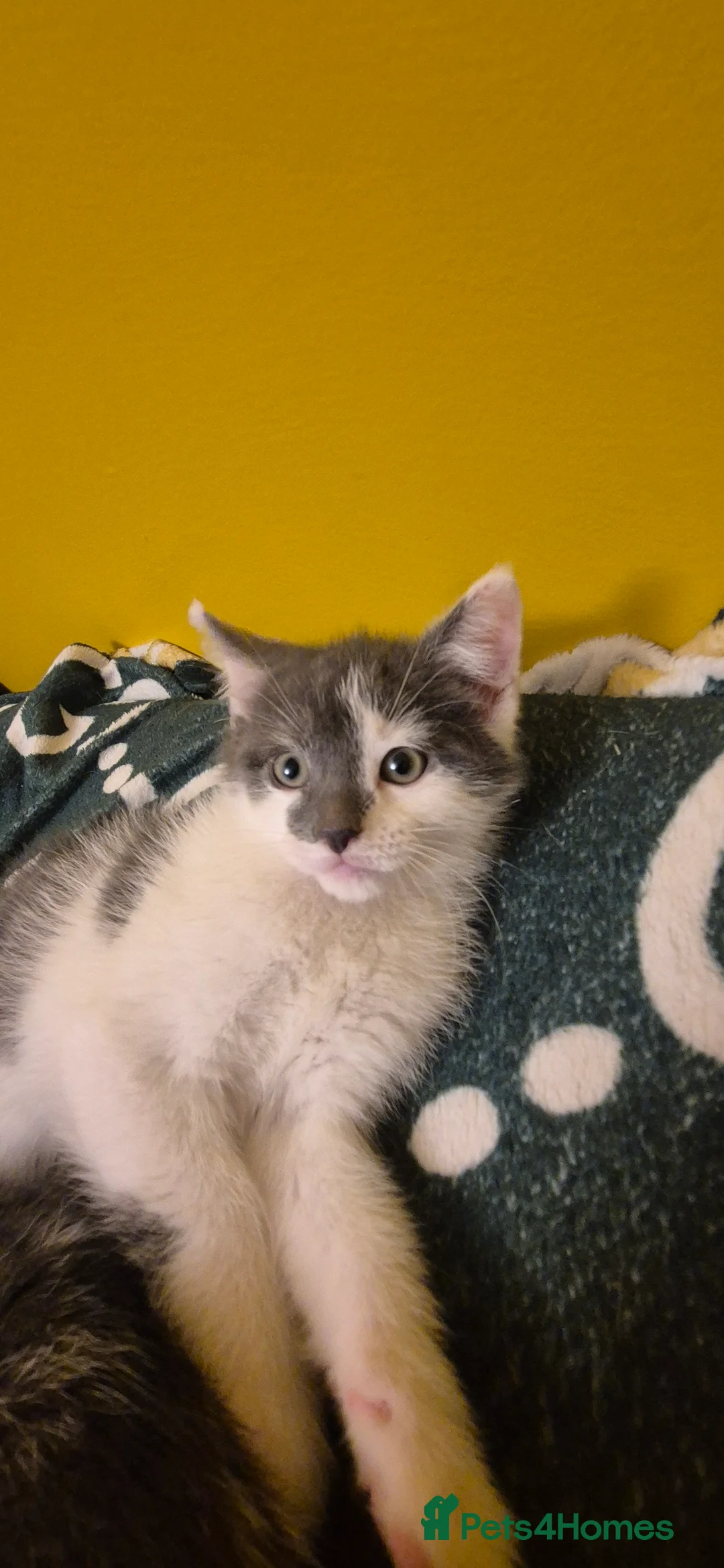 Mixed Breed cats for sale: Lovely kittens for sale ready to collect - Advert 5