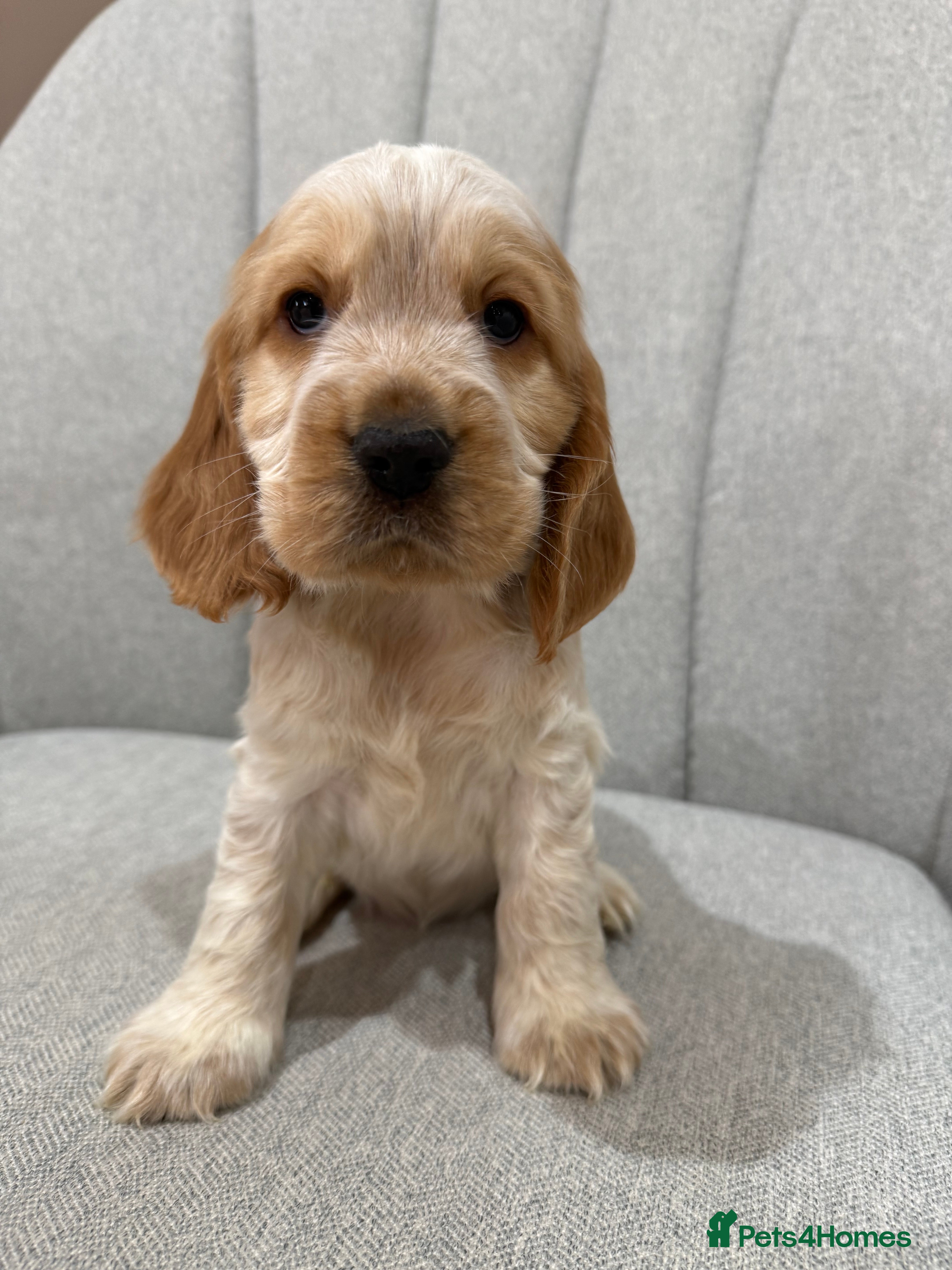 Cocker Spaniel dogs Quality Health Tested KC Reg Show cocker spaniels  - Advert 9