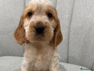 Cocker Spaniel dogs Quality Health Tested KC Reg Show cocker spaniels - Advert 3