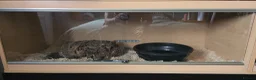 Python Snake reptiles for sale: Royal python - Advert 3