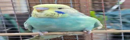 Budgerigars birds for sale: Stunning beautiful 6 week old budgies - Advert 2