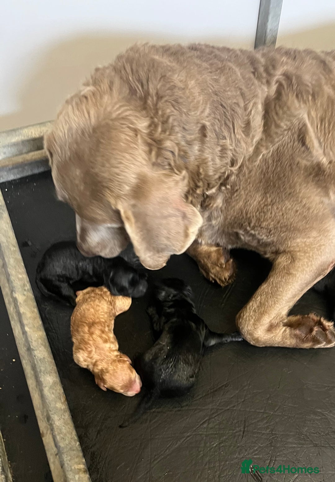 Labradoodle dogs for sale: Gorgeous labradoodle puppies  - Image 2