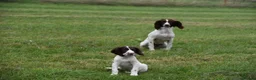 English Springer Spaniel dogs for sale: Working English springer spaniels  - Advert 22